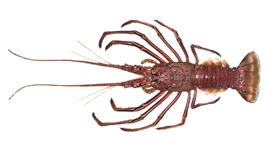 NZ rock-lobster