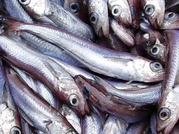 Blue-Whiting