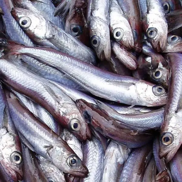 Blue-Whiting