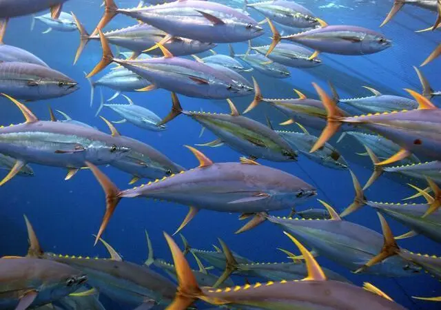 olkk54gmy_yellowfin_tuna_ISSF_MUIR_IMG_1730