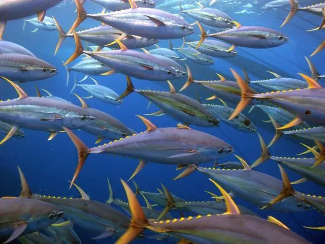 olkk54gmy_yellowfin_tuna_ISSF_MUIR_IMG_1730