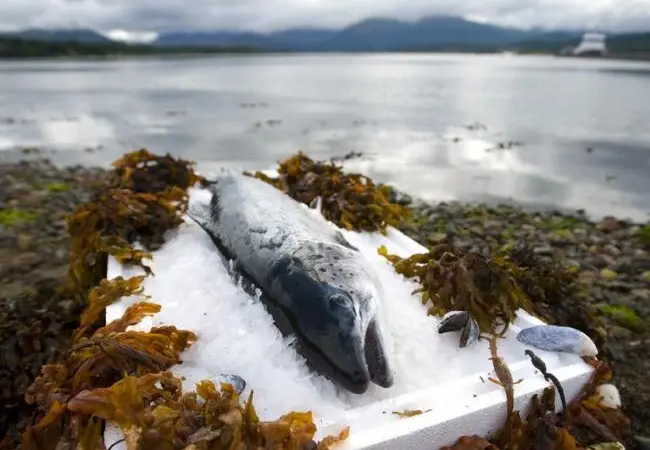 Scottish salmom