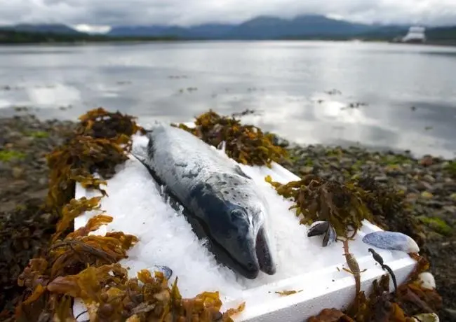 Scottish salmom