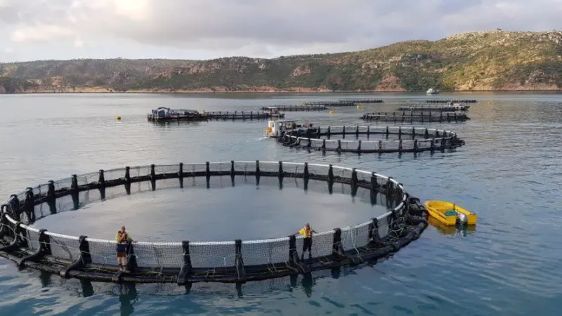 Barramundi Production