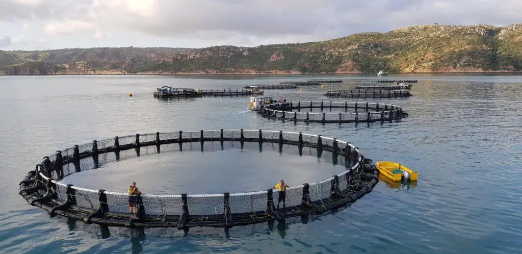 Barramundi Production