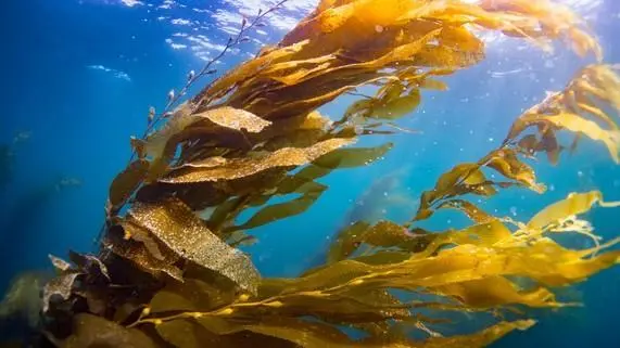 Sea kelp