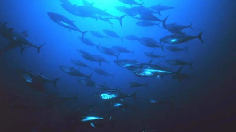 Bluefin-tuna