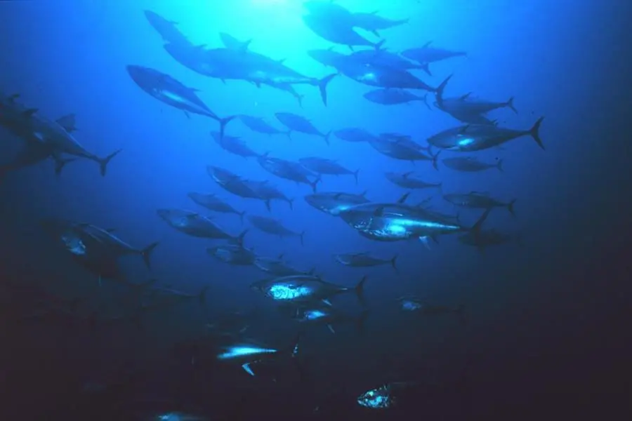 Bluefin-tuna