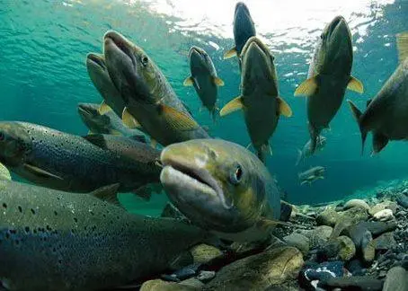 Salmon