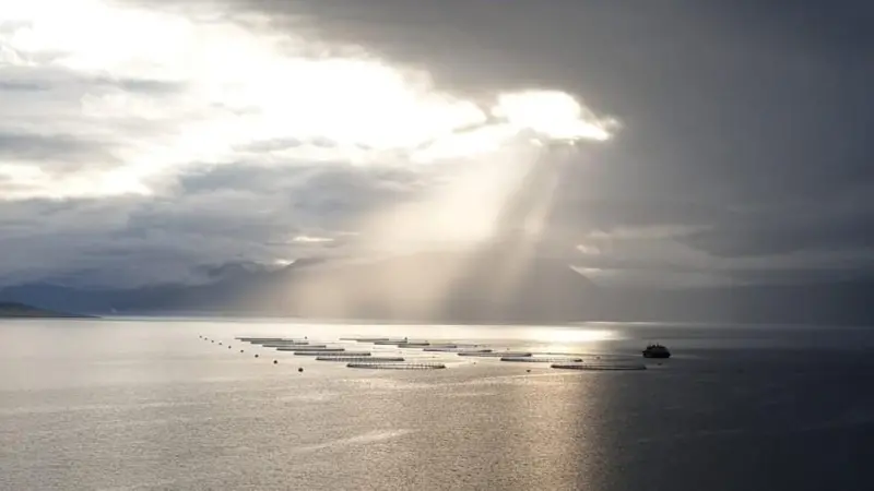 Ice Fish Farm