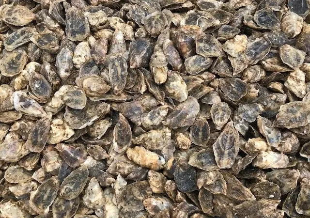Oysters