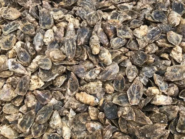Oysters