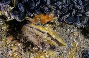 Native_Oyster