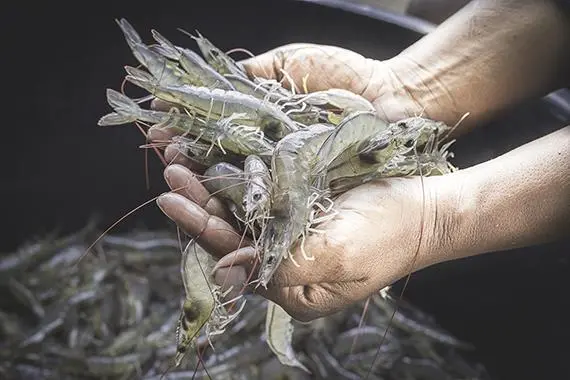 SyAqua Shrimp
