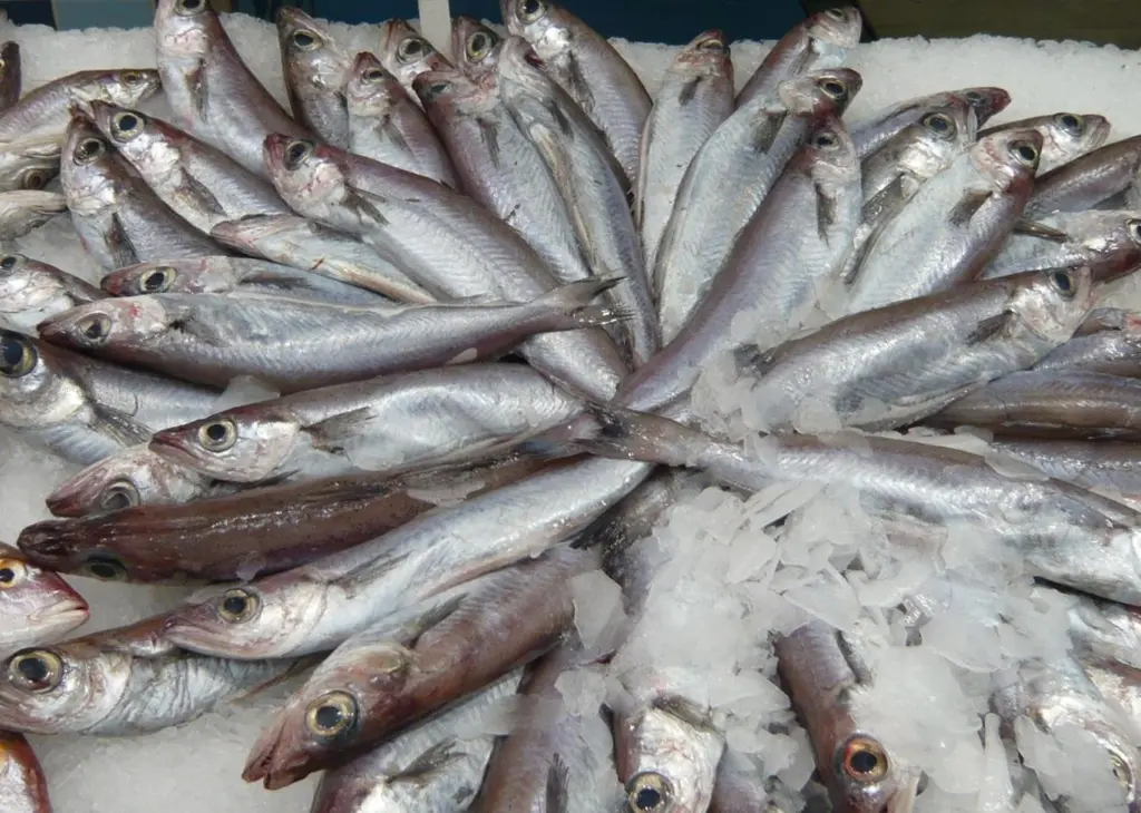 Blue whiting