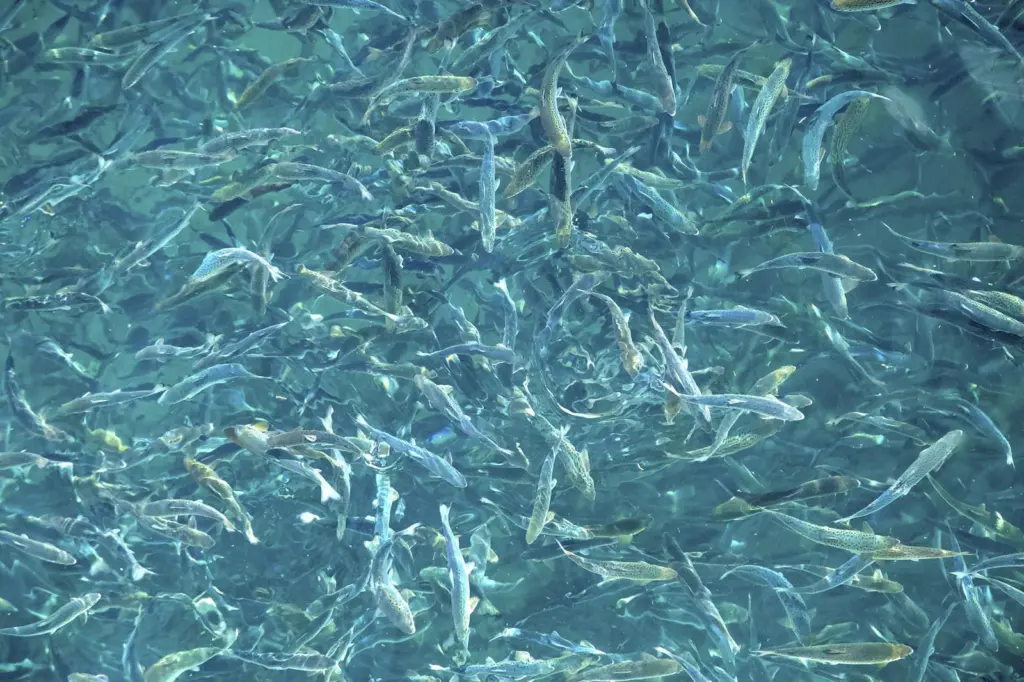 smolt_Andfjord Salmon