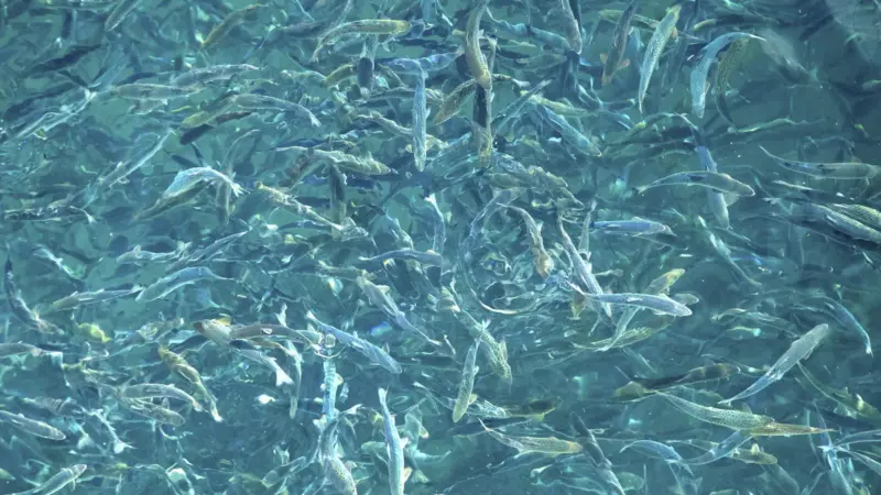 smolt_Andfjord Salmon