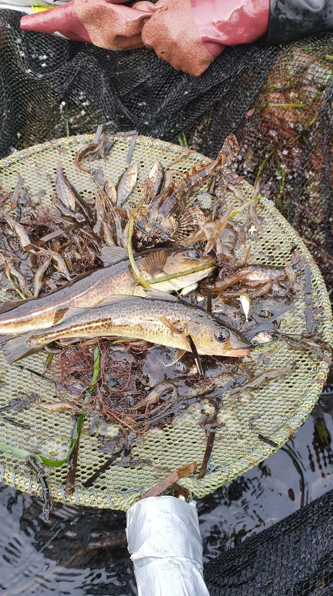 Cod