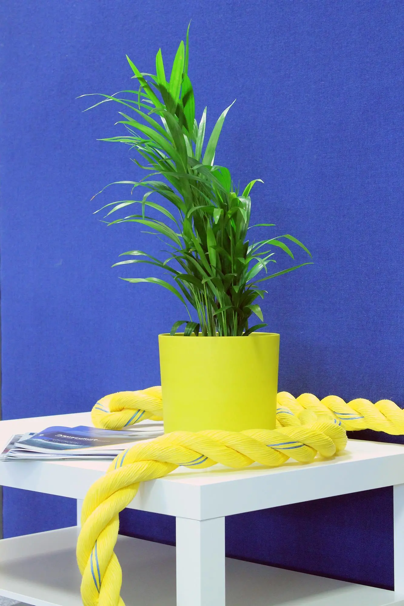 Gael Force Plastic Pot