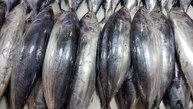 Skipjack tuna