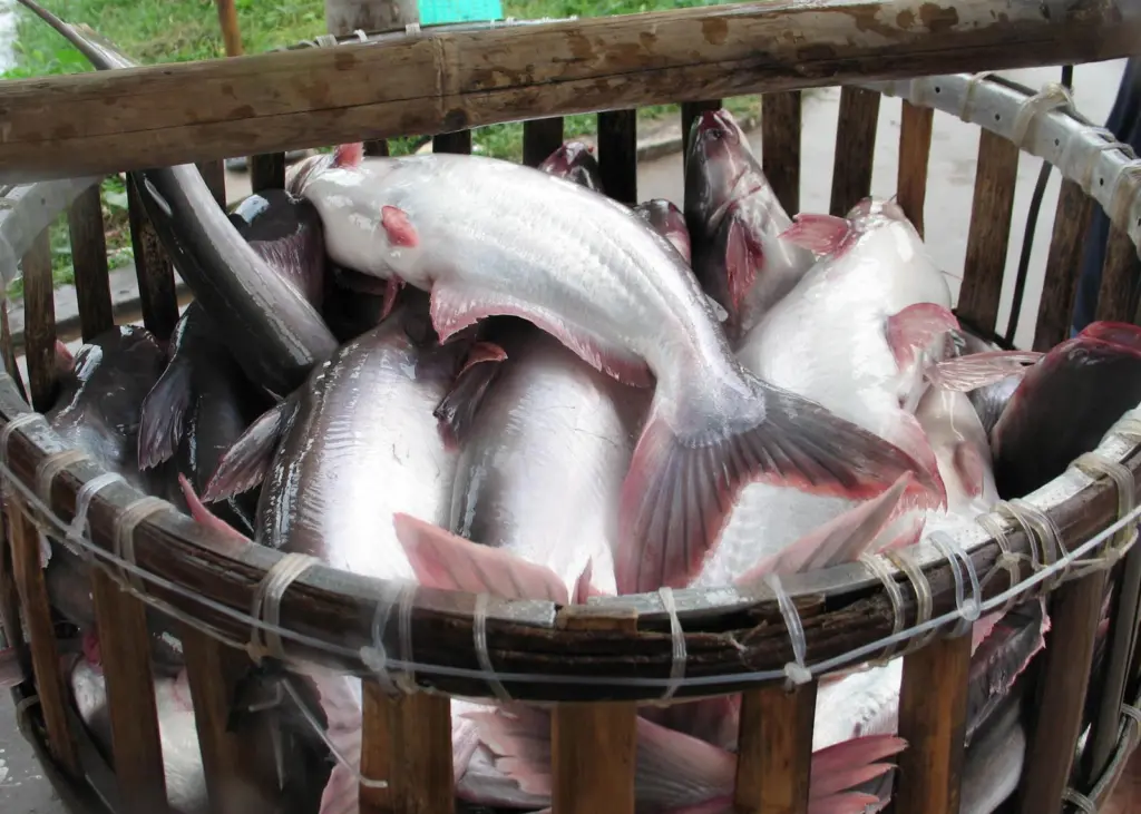 Pangasius
