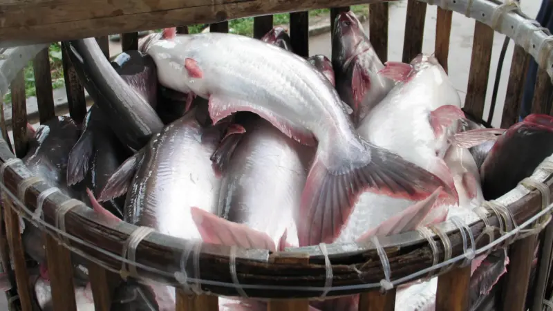 Pangasius