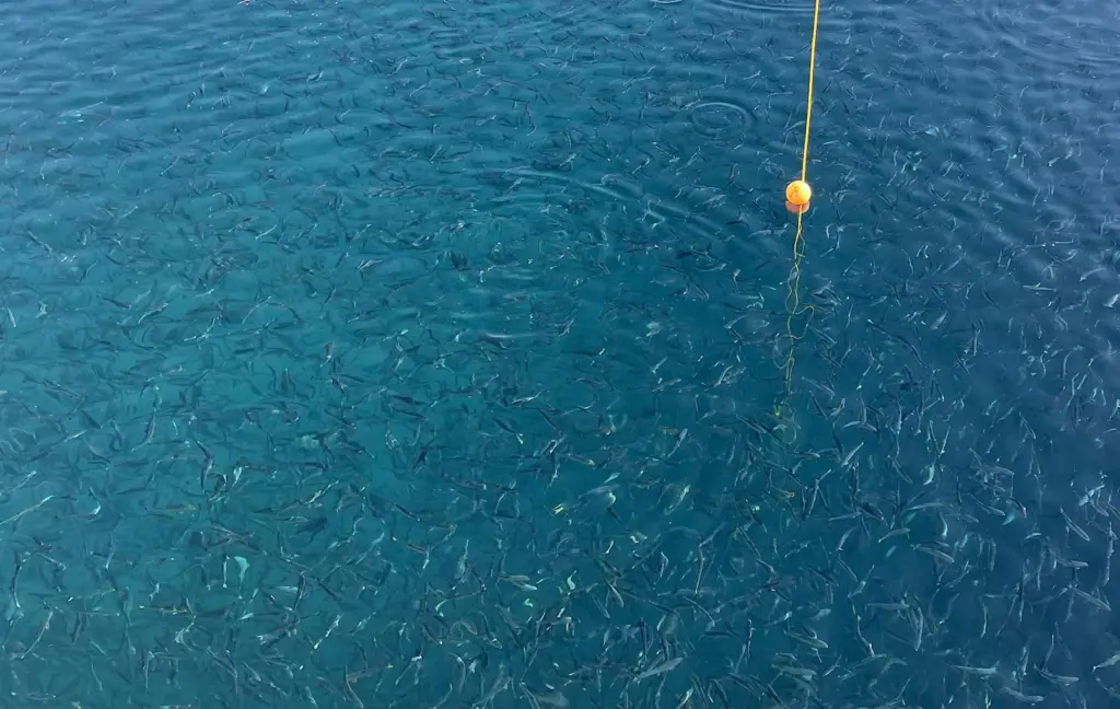 Andfjord Salmon Feeding