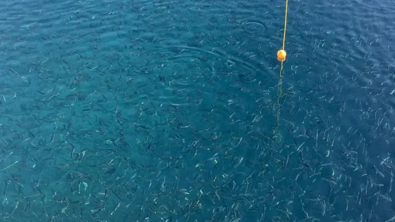 Andfjord Salmon Feeding