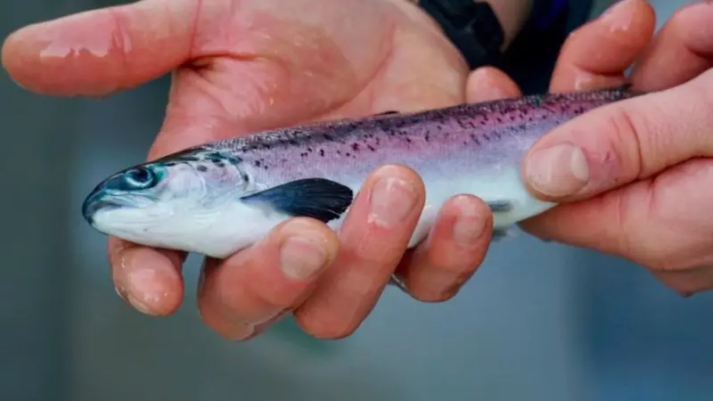 Salmon smolt