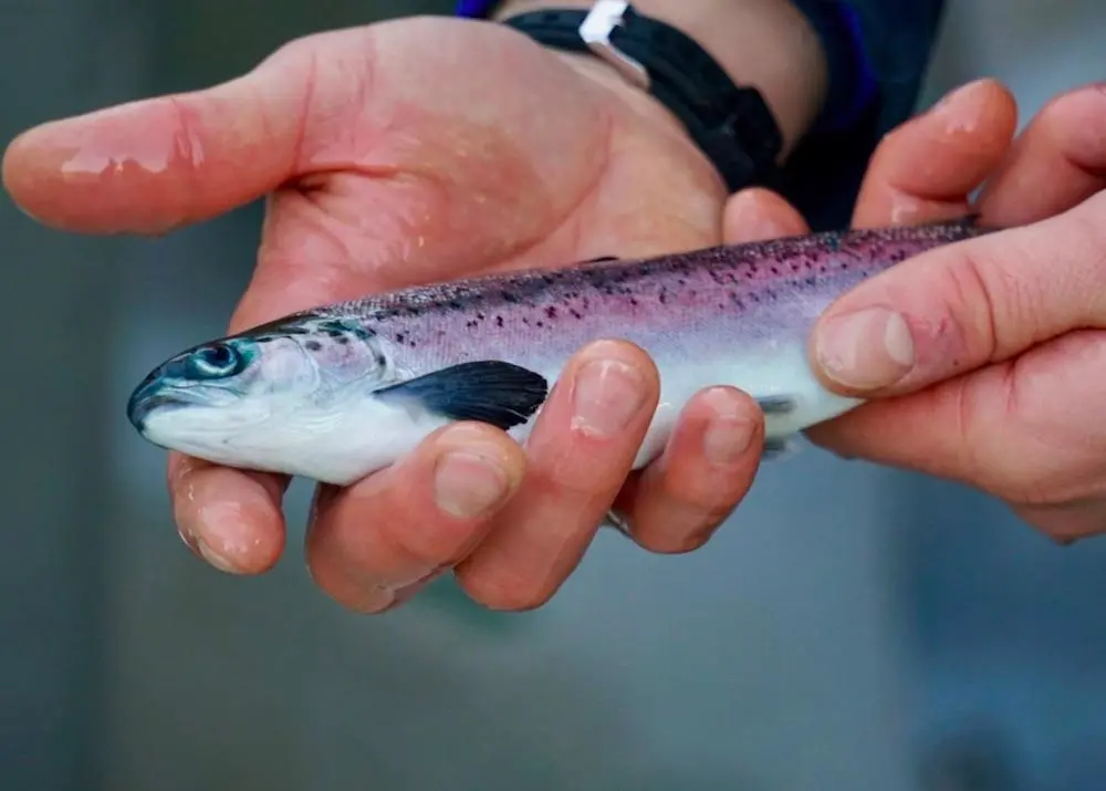 Salmon smolt