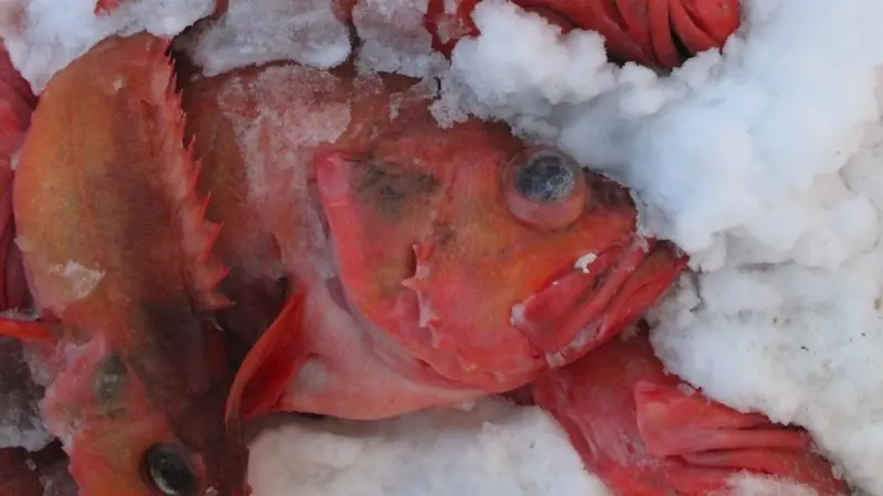 Iceland redfish