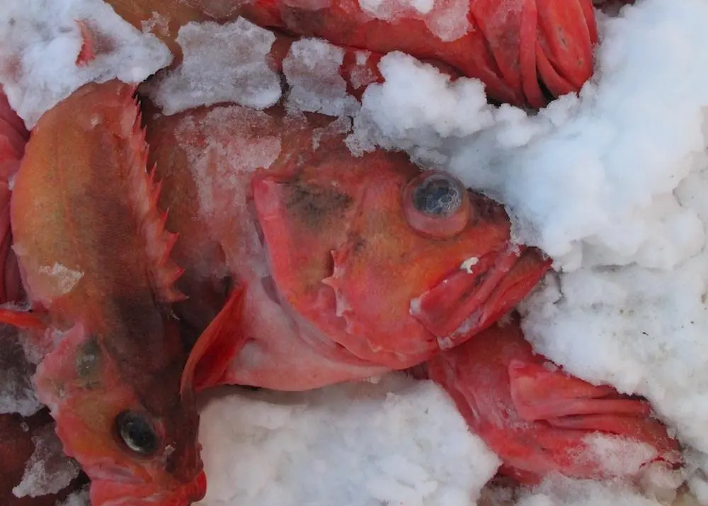 Iceland redfish