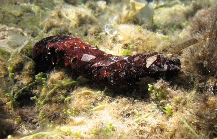 Holothuria poli - Roberto Pillon