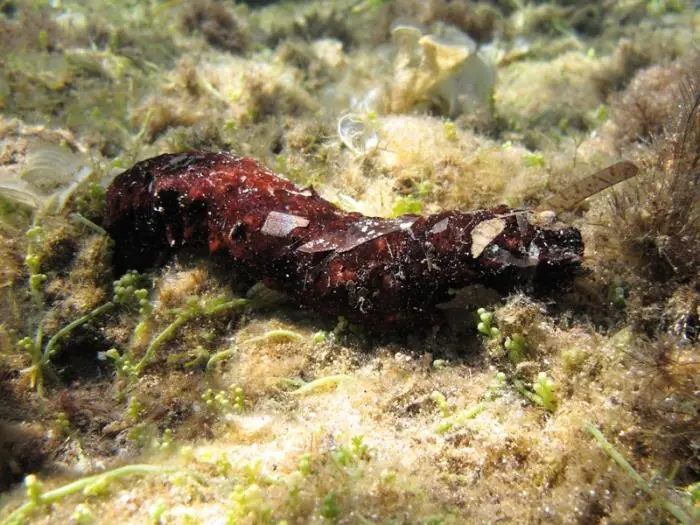 Holothuria poli - Roberto Pillon