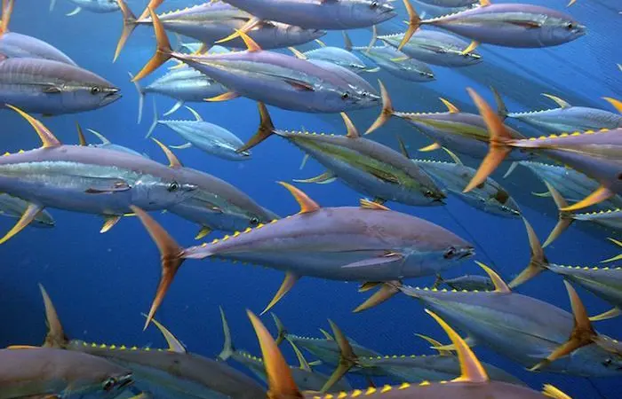 Yellowfin tuna