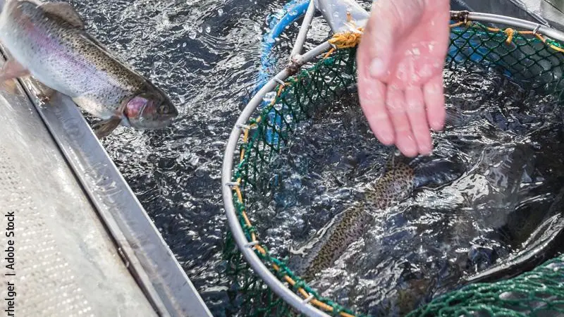 rainbow-trout-aquaculture