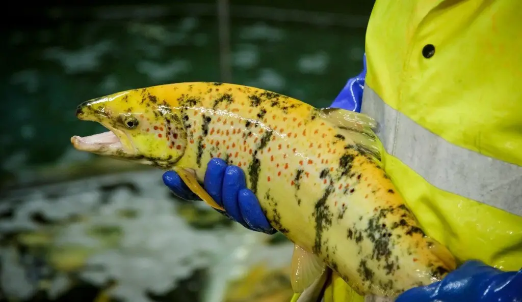 Norwegian GM salmon
