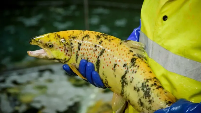 Norwegian GM salmon