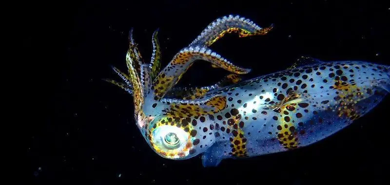 20220802-SquidAquaculture-HeaderImage