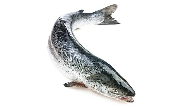 Tassal-Tasmanian-Whole-Atlantic-Salmon