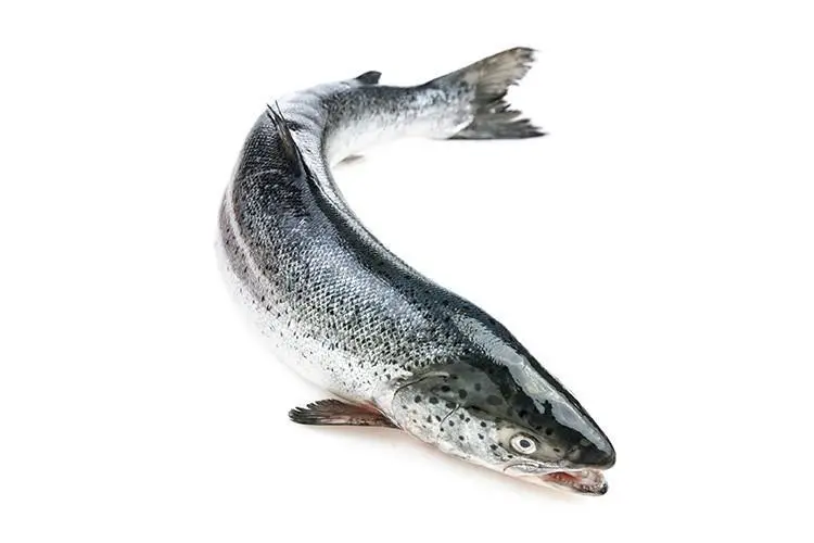 Tassal-Tasmanian-Whole-Atlantic-Salmon