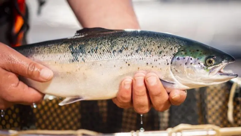Salmon Scotland wants the new Prime MInister to take the action needed to support vital growth in the sector