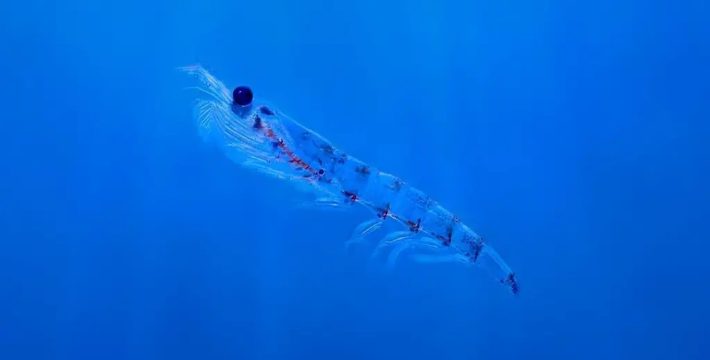 Krill-in-blue-water