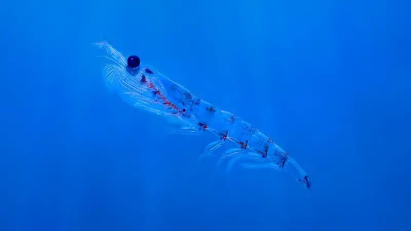 Krill-in-blue-water