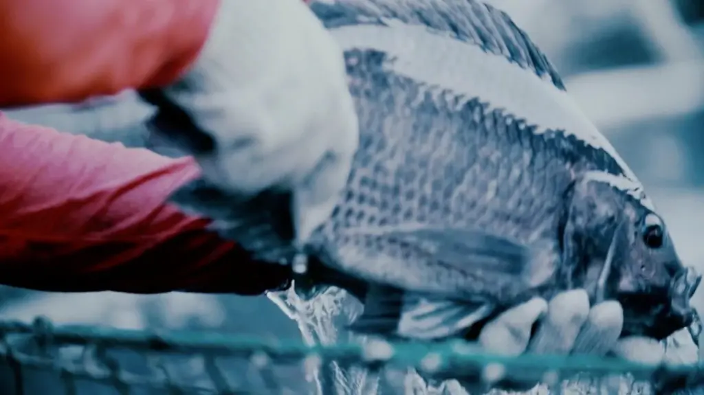 Regal Springs Tilapia