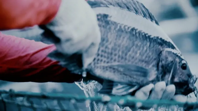 Regal Springs Tilapia