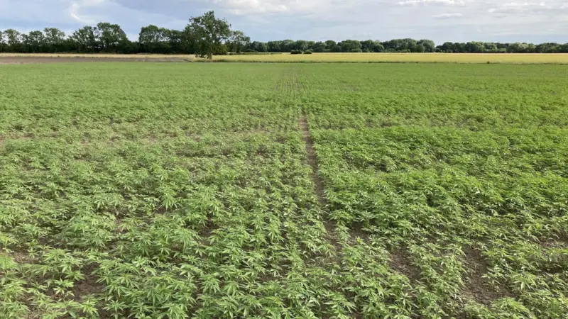 Rare Earth Global crops