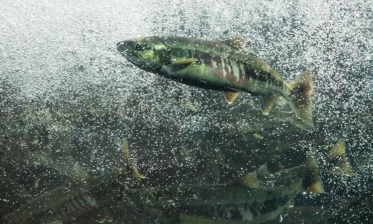 Salmon bycatch in Alaska