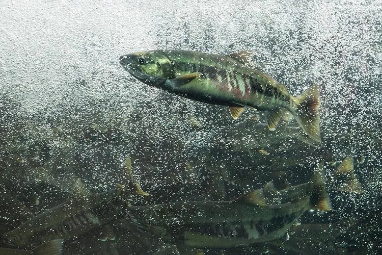 Salmon bycatch in Alaska