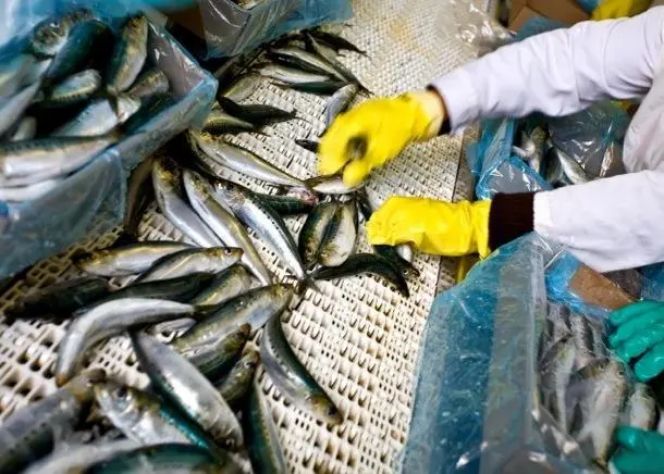 Sorting pelagic fish